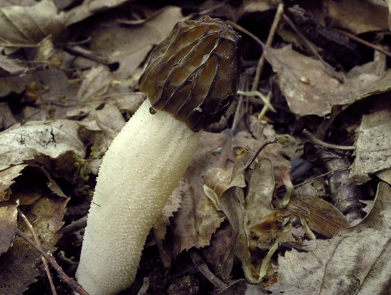 Morchella semilibera